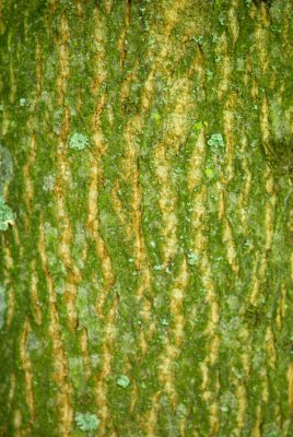 Tilia americana 'Nova' - lípa americká - kůra